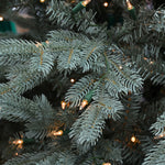 Acadia Blue Spruce - Sullivan Hardware & Garden