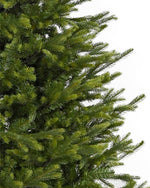 Carolina Fraser Fir - Sullivan Hardware & Garden