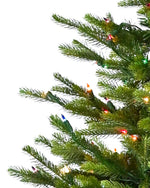 Carolina Fraser Fir - Sullivan Hardware & Garden