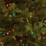 Carolina Fraser Fir Deluxe - Sullivan Hardware & Garden