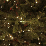 Carolina Fraser Fir Deluxe - Sullivan Hardware & Garden