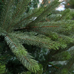 Close up shot of the Sullivan Christmas Unlit Grand Spruce