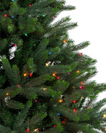 Close up shot of Sullivan Christmas Grand Spruce with Multicolor Incandescent Lights over white background