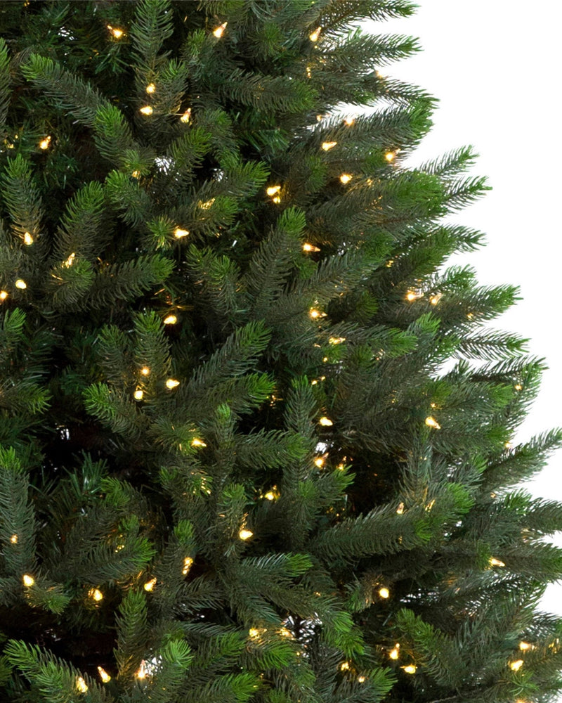 Close up shot of Sullivan Christmas Grand Spruce with Clear Incandescent Lights over white background